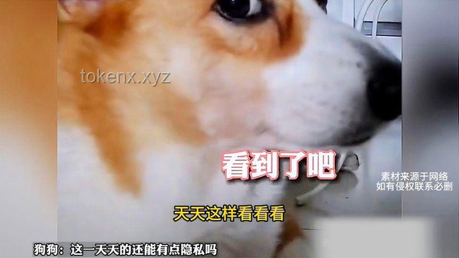 狗狗冲突解决方案：妹子监控发现“常威打来福”，耶耶如何和平相处